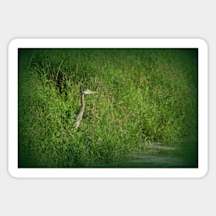 Great Blue Heron at edge of Trojan pond, near Goble, Oregon 2 Sticker